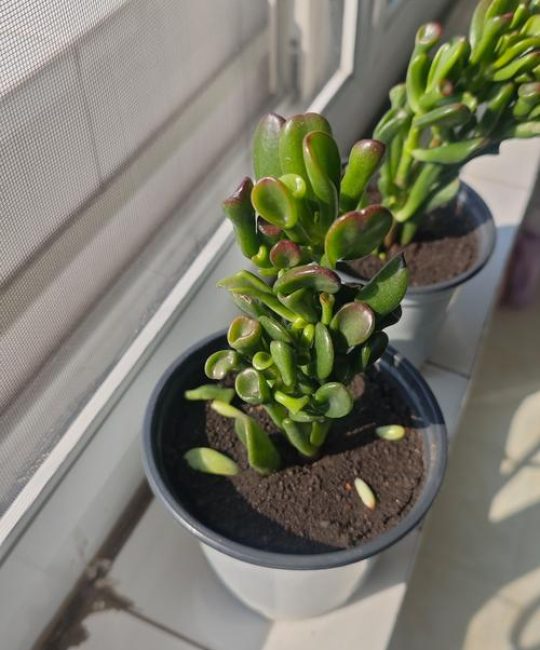 家里养多肉植物好吗？园艺设计师的科学解答与养护指南