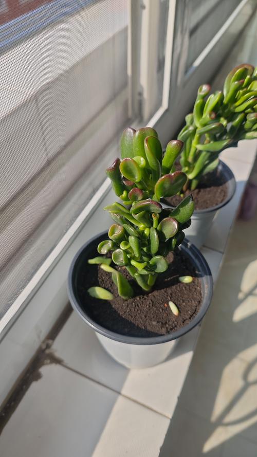 家里养多肉植物好吗?园艺设计师的科学解答与养护指南 家里养多肉植物好吗?园艺设计师的科学解答与养护指南