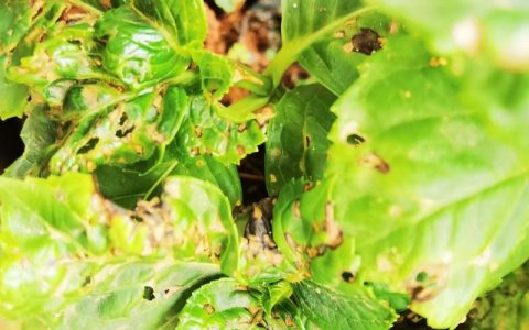 绣球花叶子发黄是什么原因？4大原因排查与急救方案