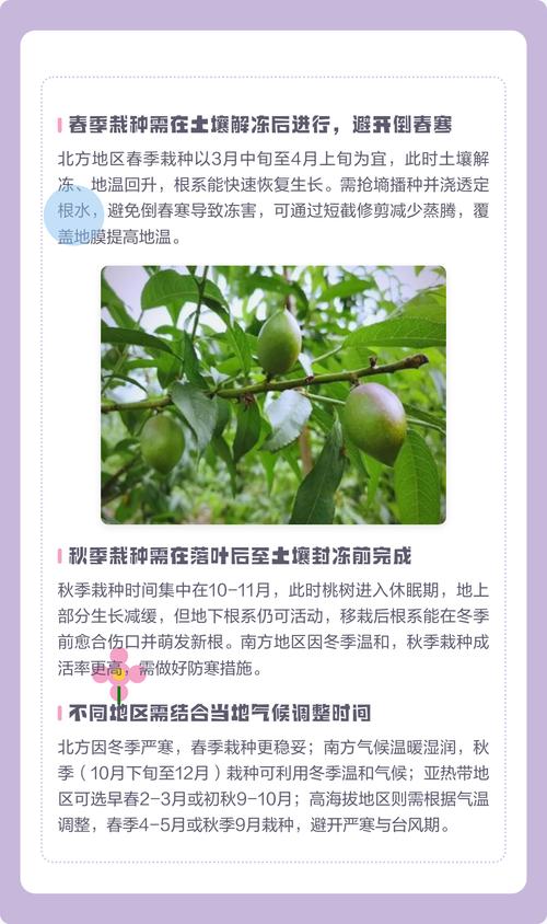 两年的桃树苗什么时候可以结果?专家详解结果时间与促果技巧 FAQ