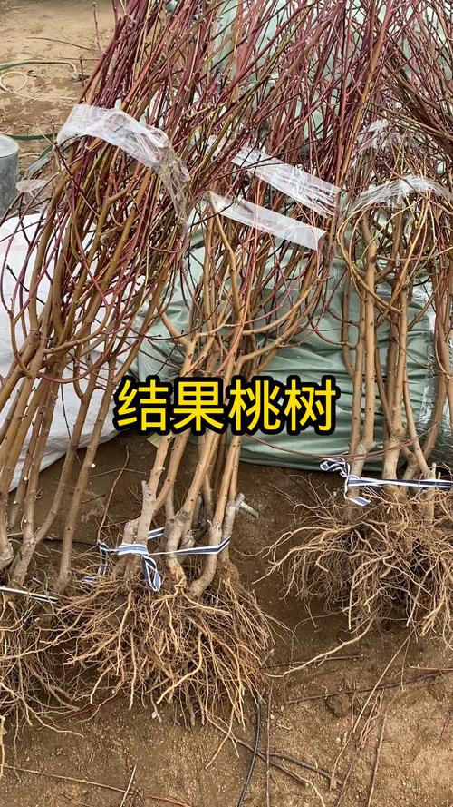 两年的桃树苗什么时候可以结果?专家详解结果时间与促果技巧 总结