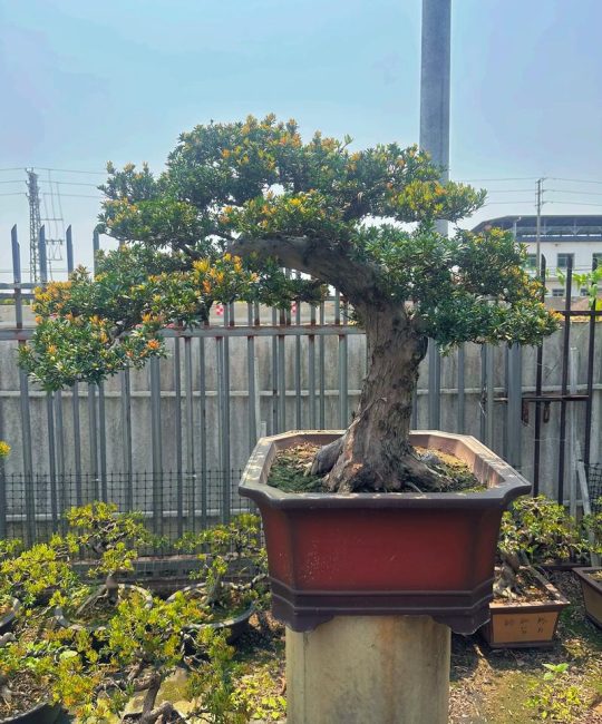家里的院子种什么树好？三种经典庭院树木推荐与科学养护指南