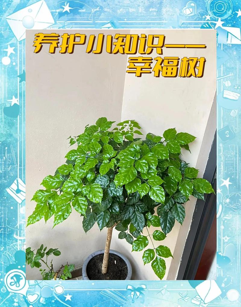 家里的院子种什么树好?三种经典庭院树木推荐与科学养护指南 五、总结与操作检核清单