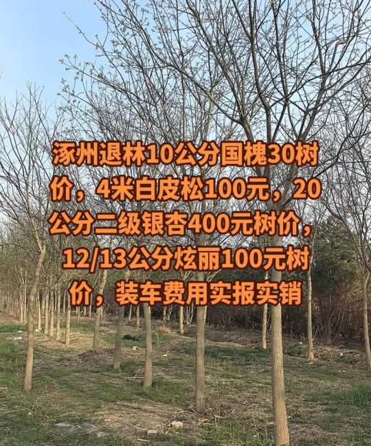 60年的槐树多少钱一棵？2026年市场价格与影响因素全解析
