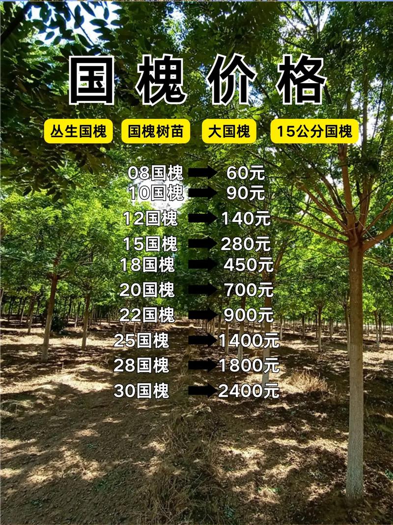 60年的槐树多少钱一棵?2026年市场价格与影响因素全解析 影响60年槐树价格的核心因素