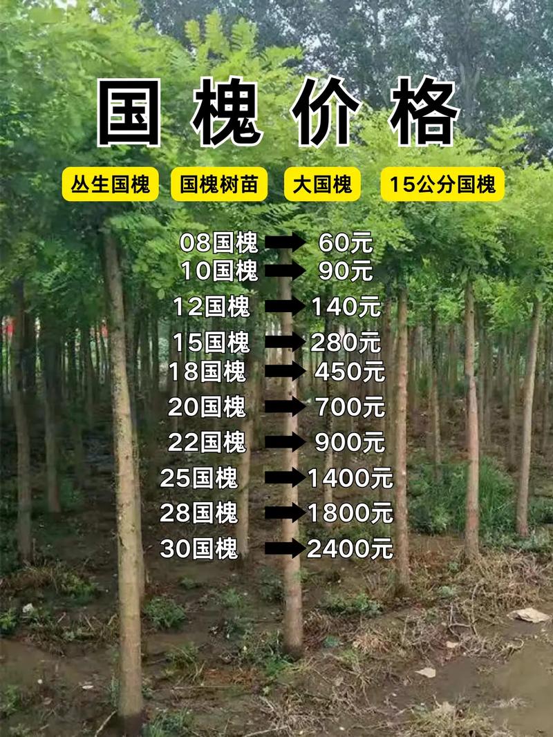 60年的槐树多少钱一棵?2026年市场价格与影响因素全解析 咨询指南:如何获取精准报价?