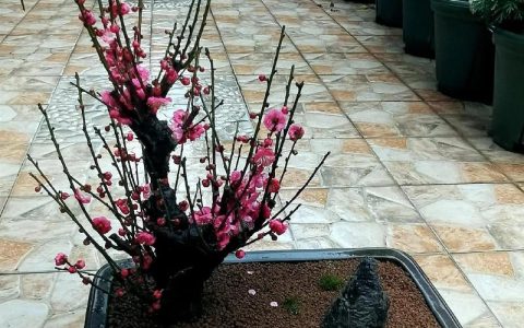 梅花有什么象征意义：庭院盆栽园艺设计师的视角与文化解读