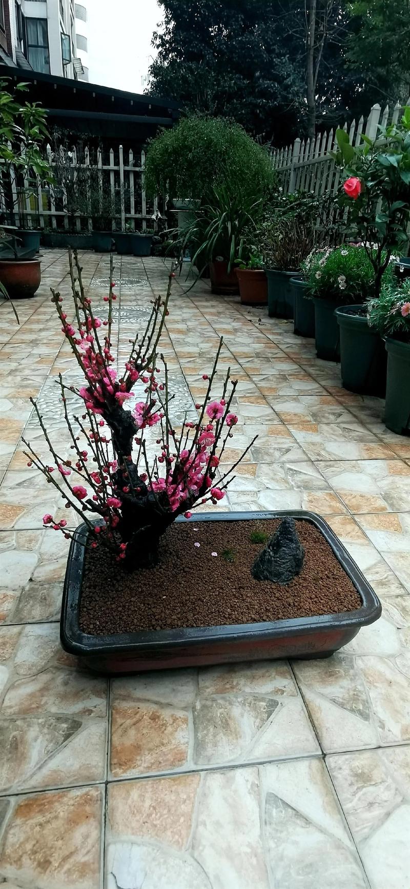 梅花有什么象征意义:庭院盆栽园艺设计师的视角与文化解读 引言