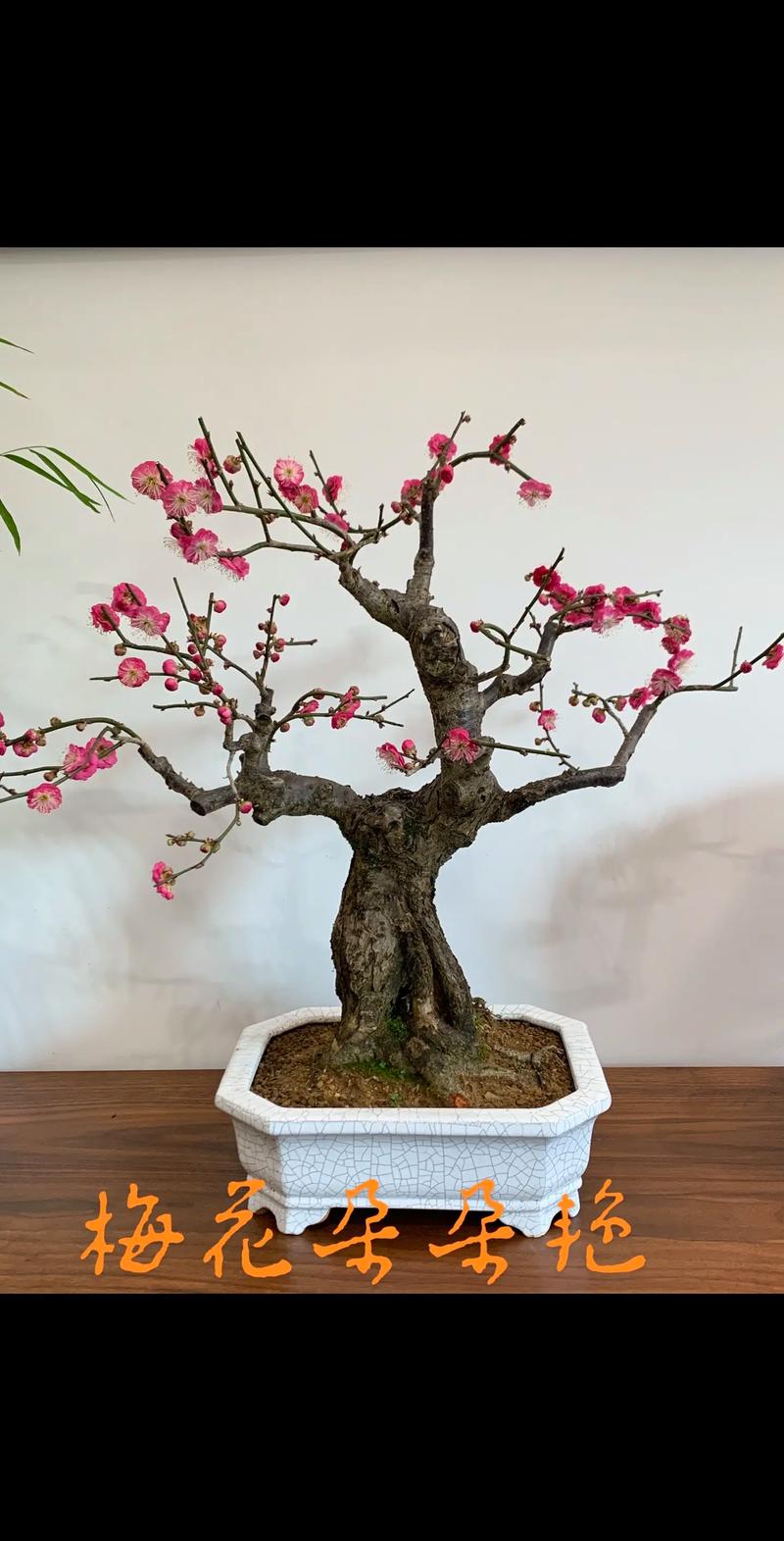 梅花有什么象征意义:庭院盆栽园艺设计师的视角与文化解读 梅花的园艺特性与品种选择