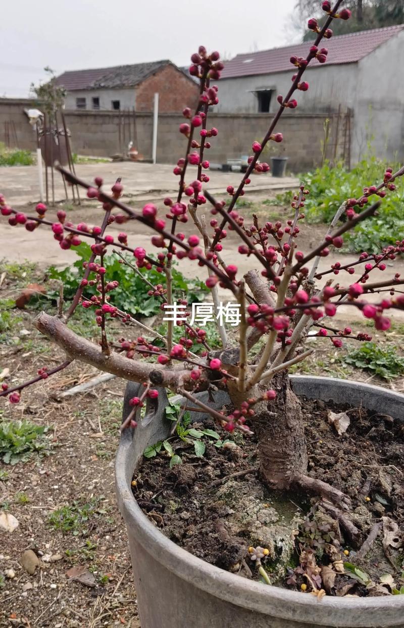 梅花有什么象征意义:庭院盆栽园艺设计师的视角与文化解读 庭院地栽方案