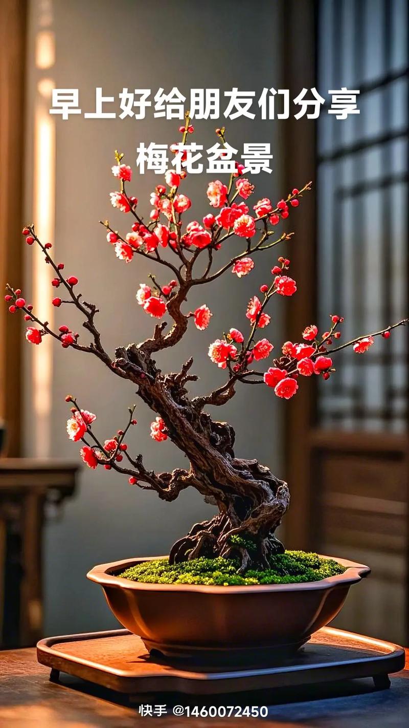 梅花有什么象征意义:庭院盆栽园艺设计师的视角与文化解读 阳台/室内盆栽方案