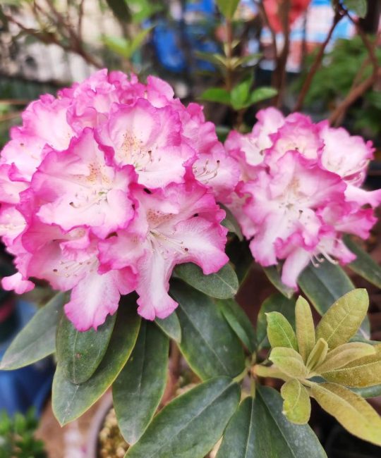 杜鹃花花期是几月到几月？全面解析促花与养护技巧