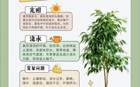 屋后空地种什么树？实用指南与种植全流程