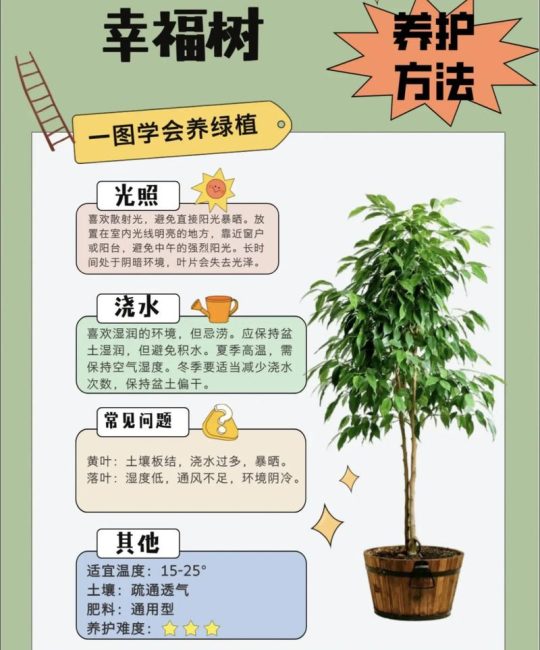 屋后空地种什么树？实用指南与种植全流程