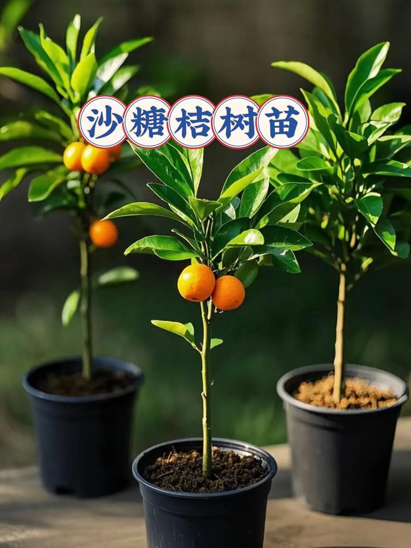 屋后空地种什么树?实用指南与种植全流程 六、缓苗管理