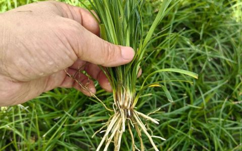 麦冬种植前景分析及标准种植技术指南（2025年实用版）