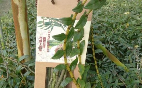 铁皮石斛鲜条能种吗？超详细家庭种植指南，成活率翻倍