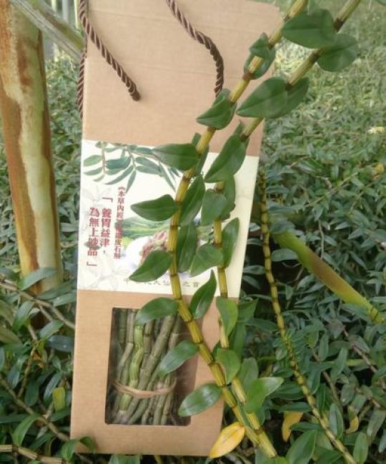 铁皮石斛鲜条能种吗？超详细家庭种植指南，成活率翻倍