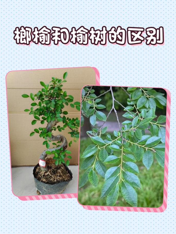 榆树嫁接红花继木?科学解析嫁接亲和性与失败原因 常见失败案例