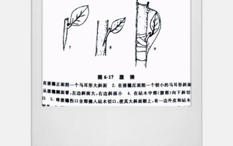 榆树嫁接红花继木？科学解析嫁接亲和性与失败原因