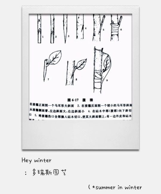 榆树嫁接红花继木？科学解析嫁接亲和性与失败原因