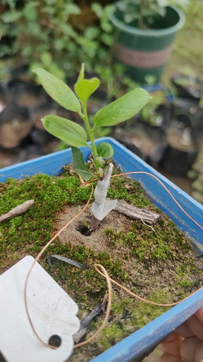 榆树嫁接红花继木?科学解析嫁接亲和性与失败原因 榆树的正确嫁接用途