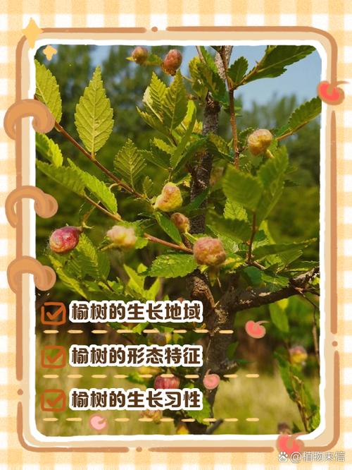 榆树嫁接红花继木?科学解析嫁接亲和性与失败原因 总结