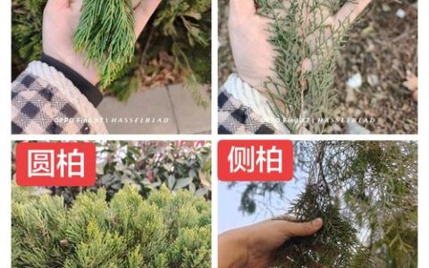侧柏树与圆柏的区别：6维度对比及选购指南