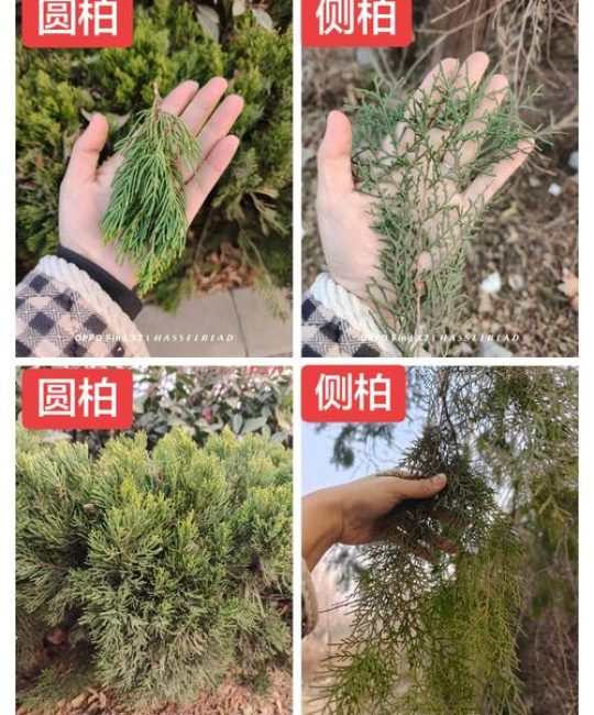 侧柏树与圆柏的区别：6维度对比及选购指南