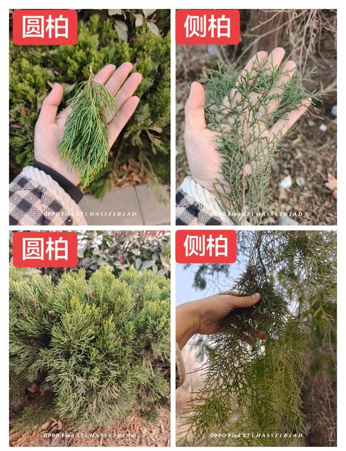 侧柏树与圆柏的区别:6维度对比及选购指南 侧柏树与圆柏的区别:6维度对比及选购指南