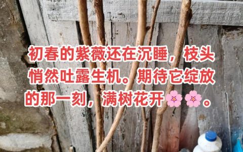 紫薇树发芽时间与养护指南：光杆树怎么催芽？