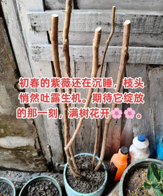 紫薇树发芽时间与养护指南：光杆树怎么催芽？