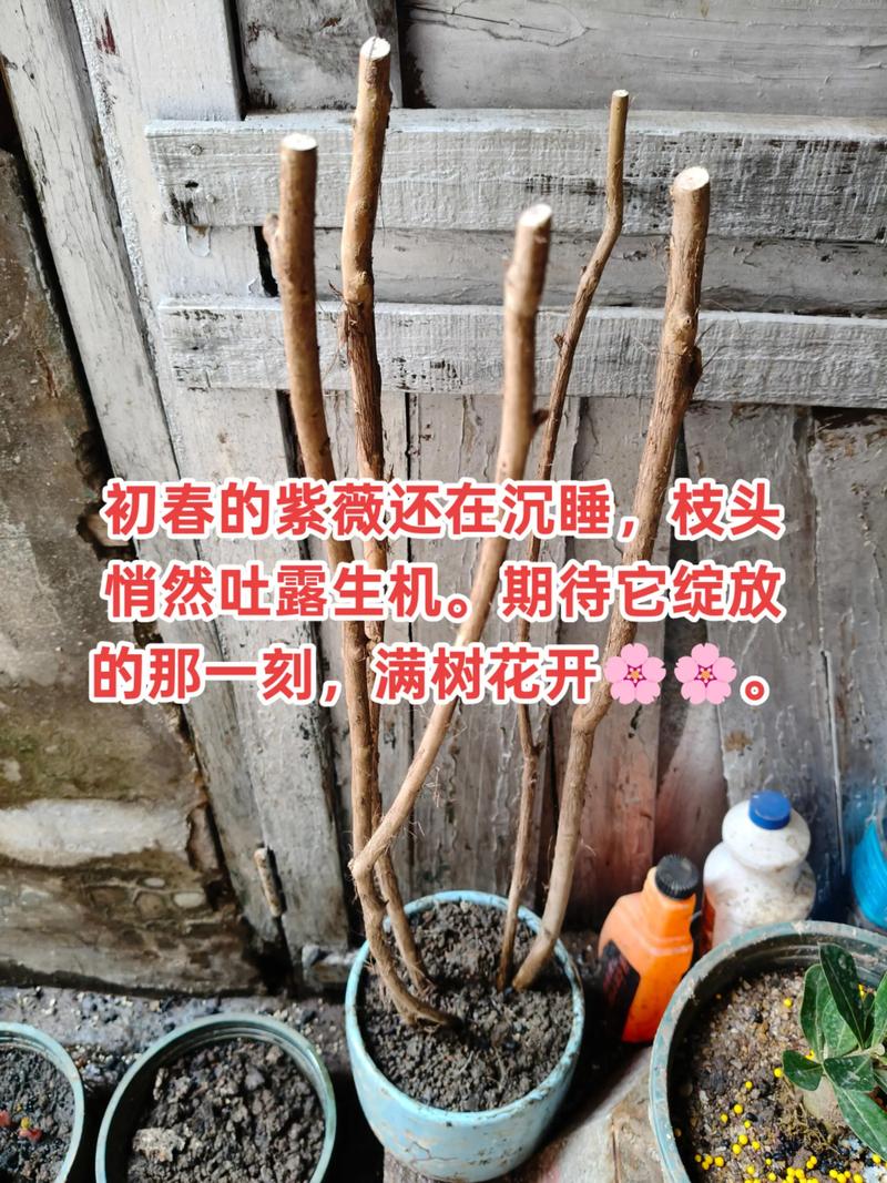 紫薇树发芽时间与养护指南:光杆树怎么催芽? 紫薇树发芽时间与养护指南:光杆树怎么催芽?