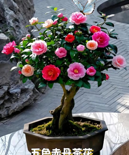 山茶花可以盆栽吗？从选盆到促花，阳台养出繁花似锦的完整指南