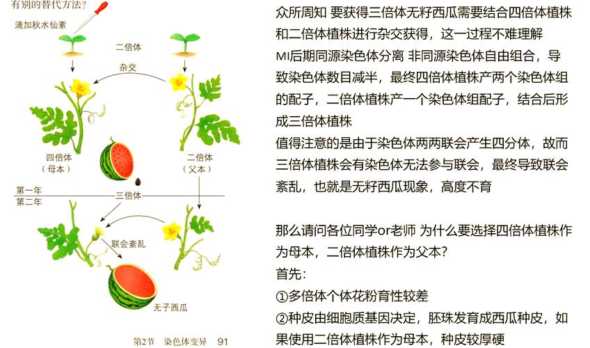 无籽西瓜的种子在哪里?揭秘无籽西瓜的种植奥秘与常见误区 三、无籽西瓜的“种子”在哪里?园艺种植中的关键点