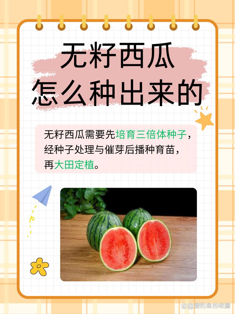无籽西瓜的种子在哪里?揭秘无籽西瓜的种植奥秘与常见误区 二、无籽西瓜的培育原理:三倍体技术