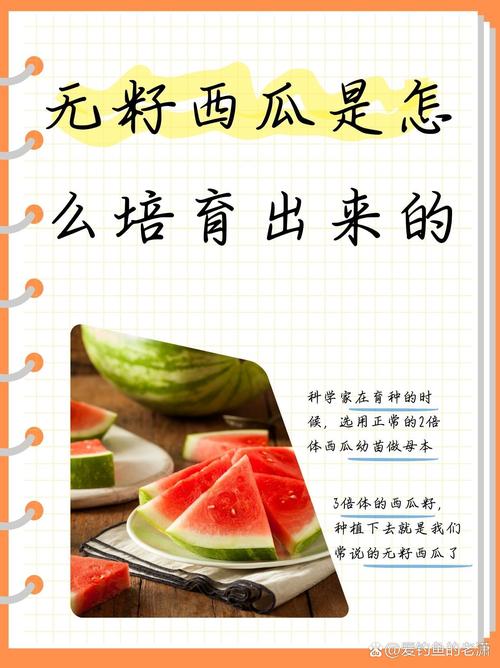 无籽西瓜的种子在哪里?揭秘无籽西瓜的种植奥秘与常见误区 五、家庭园艺种植小贴士(适合阳台或小菜园)