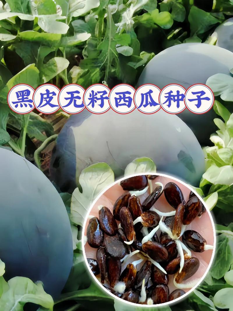 无籽西瓜的种子在哪里?揭秘无籽西瓜的种植奥秘与常见误区 四、常见误区澄清