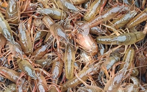 贵州龙虾苗采购指南：正规渠道核查与质量鉴别全流程