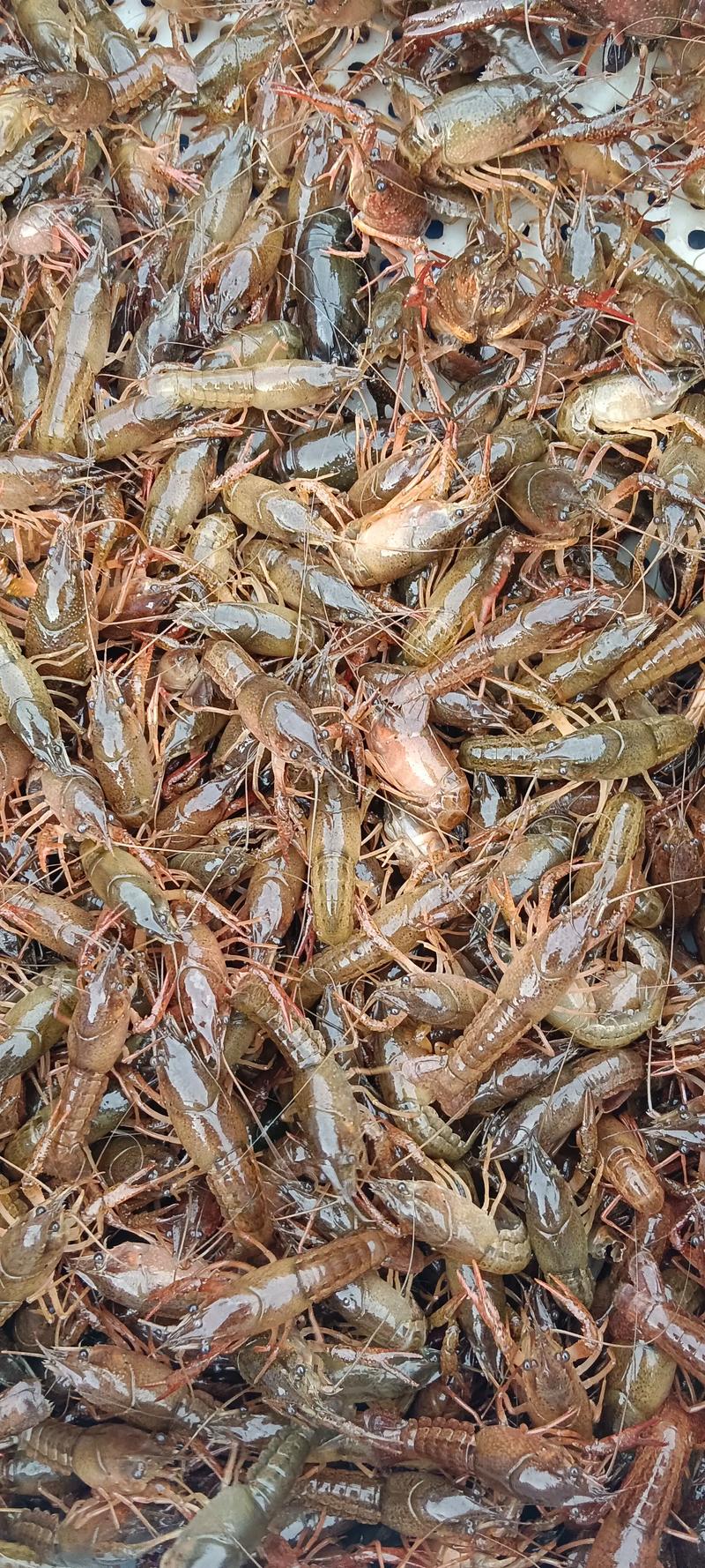 贵州龙虾苗采购指南:正规渠道核查与质量鉴别全流程 贵州龙虾苗采购指南:正规渠道核查与质量鉴别全流程