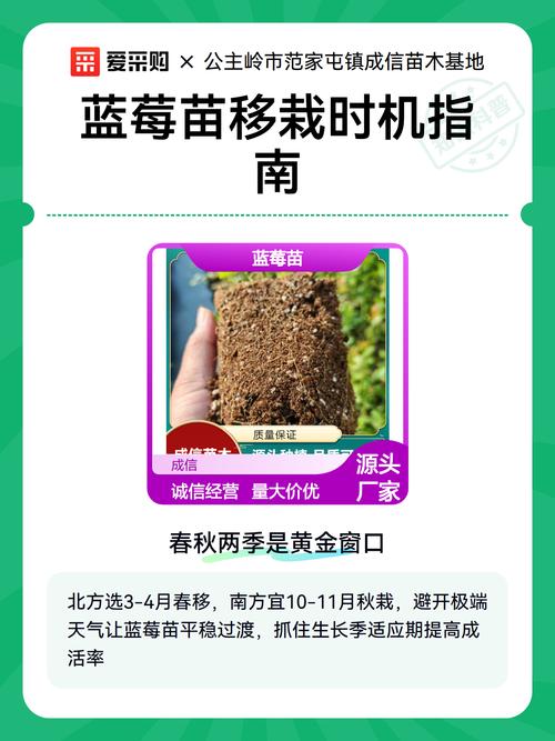 蓝莓树换盆全攻略:掌握时机、土壤与根系处理,确保移栽后连续丰产 蓝莓品种适种地区与结果年限(2026年数据)