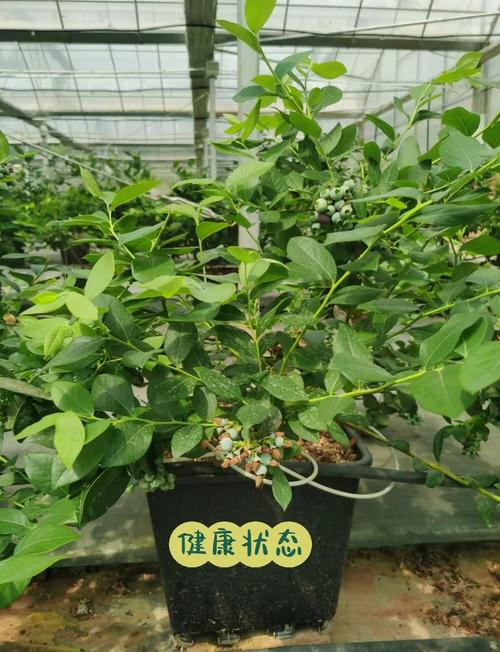 蓝莓树换盆全攻略:掌握时机、土壤与根系处理,确保移栽后连续丰产 优质蓝莓苗木采购标准:根系与苗龄是关键