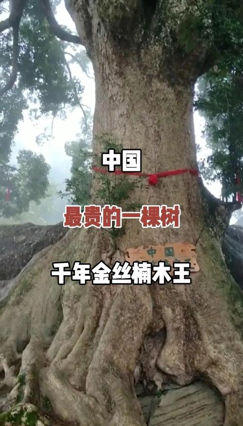 金丝楠木为何价值连城?从园艺角度揭秘其昂贵之谜 结语