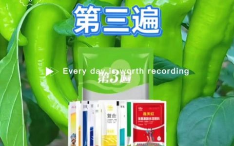 辣椒高产的关键：家庭种植科学施肥与日常养护完整指南