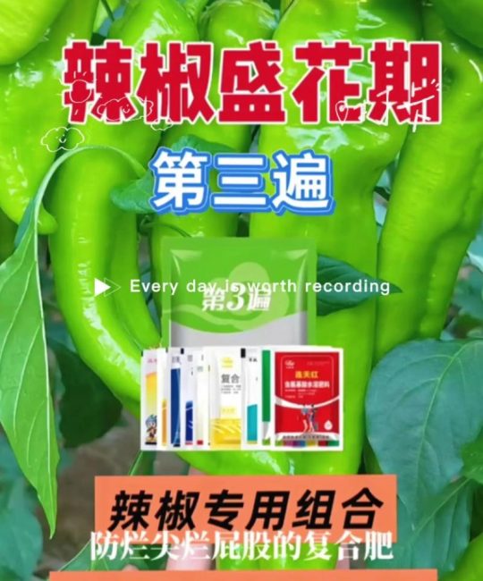 辣椒高产的关键：家庭种植科学施肥与日常养护完整指南