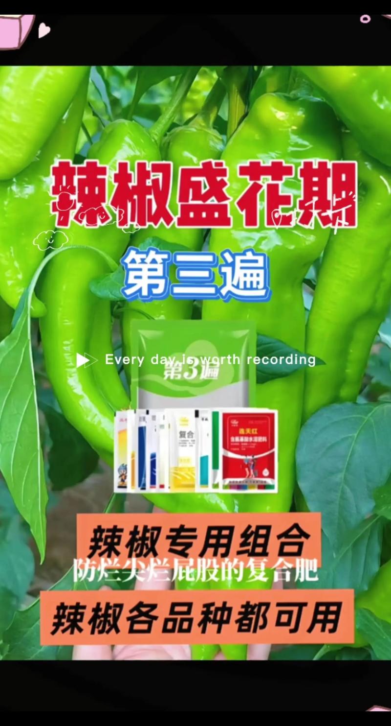 辣椒高产的关键：家庭种植科学施肥与日常养护完整指南
