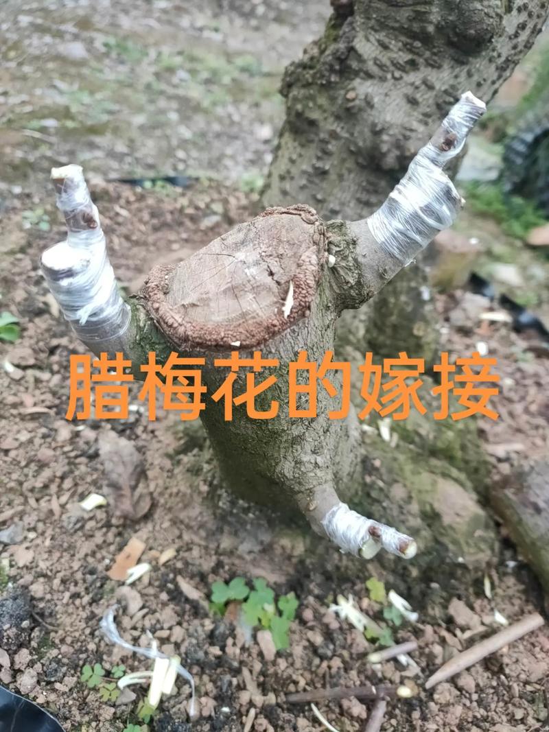 腊梅嫁接用什么树做砧木?狗牙腊梅、女贞、紫薇对比与关键技术解析 二、基质与环境参数设定(嫁接后管理)
