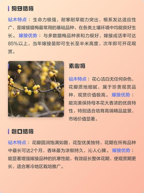腊梅嫁接用什么树做砧木?狗牙腊梅、女贞、紫薇对比与关键技术解析 三、嫁接操作流程(以春季切接为例)