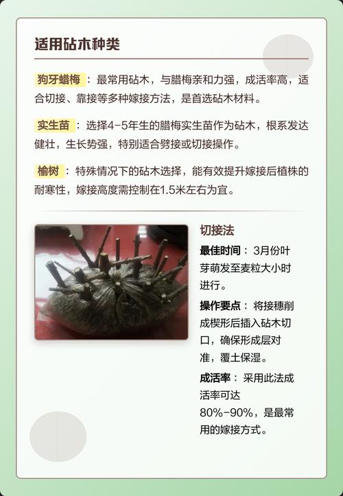 腊梅嫁接用什么树做砧木?狗牙腊梅、女贞、紫薇对比与关键技术解析 五、嫁接后管理及移栽决策