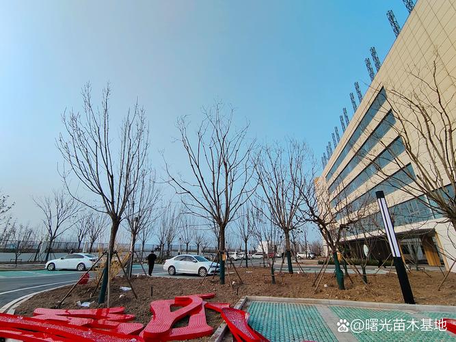 15公分国槐树多少钱一棵?2026年最新价格参考与影响因素分析 规格因素:胸径是核心定价标准